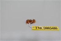 藏品(衛氏毛帶蟹)的圖片